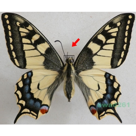 Papilio machaon Linnaeus, 1758 Paź królowej Czech 66mm21d